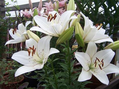 百合 植物